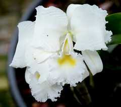 Cattleya trianae