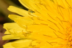 Taraxacum disseminatum