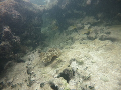 Urobatis jamaicensis