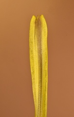 Taraxacum disseminatum