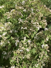 Chromolaena odorata