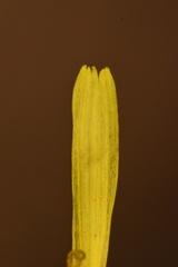 Taraxacum disseminatum