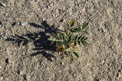 Astragalus crotalariae