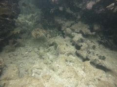 Urobatis jamaicensis