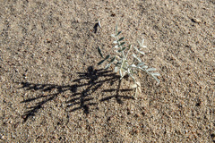 Psorothamnus emoryi emoryi