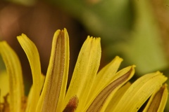 Taraxacum disseminatum