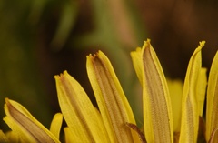 Taraxacum disseminatum