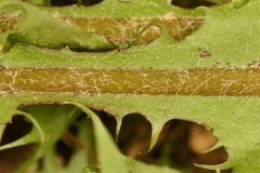 Taraxacum disseminatum