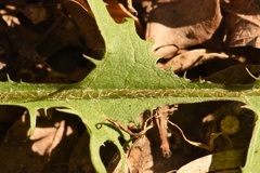 Taraxacum disseminatum
