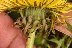 Taraxacum disseminatum