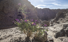 Astragalus crotalariae