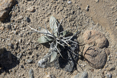 Psorothamnus spinosus