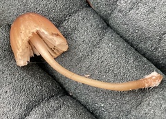 Mycena subgalericulata