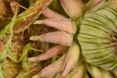 Taraxacum disseminatum