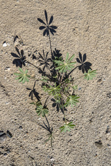 Lupinus arizonicus