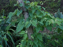 Funastrum