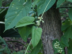 Funastrum