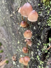 Mycena subgalericulata