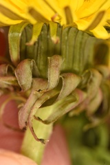 Taraxacum disseminatum