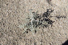 Psorothamnus emoryi emoryi