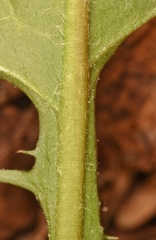 Taraxacum disseminatum