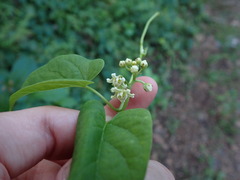 Funastrum
