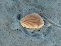 Lunarca ovalis