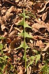 Taraxacum disseminatum
