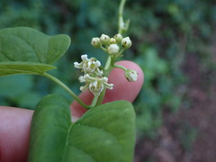 Funastrum