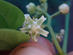 Funastrum