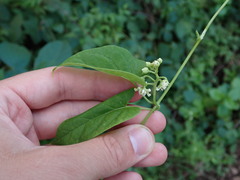 Funastrum
