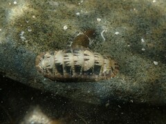 Ischnochiton