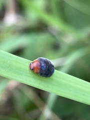 Cryptolaemus