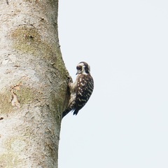 Yungipicus moluccensis