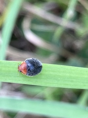 Cryptolaemus