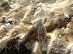 Allostichaster polyplax