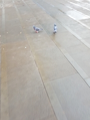 Columba livia domestica