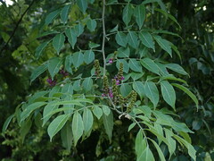 Lonchocarpus macrophyllus