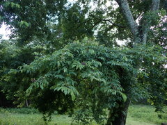 Lonchocarpus macrophyllus