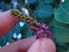 Lonchocarpus macrophyllus