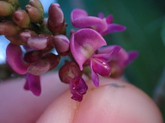 Lonchocarpus macrophyllus