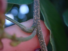 Lonchocarpus macrophyllus
