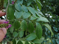 Lonchocarpus macrophyllus