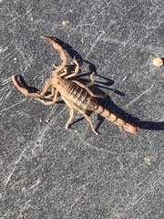 Serradigitus gertschi