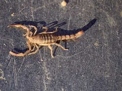 Serradigitus gertschi