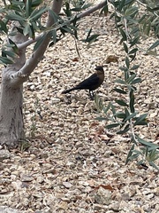Quiscalus mexicanus