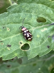 Omophoita