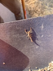 Serradigitus gertschi