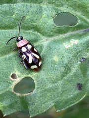Omophoita