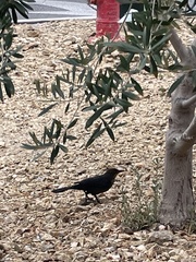 Quiscalus mexicanus